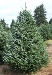 fraser-fir-christmas-trees